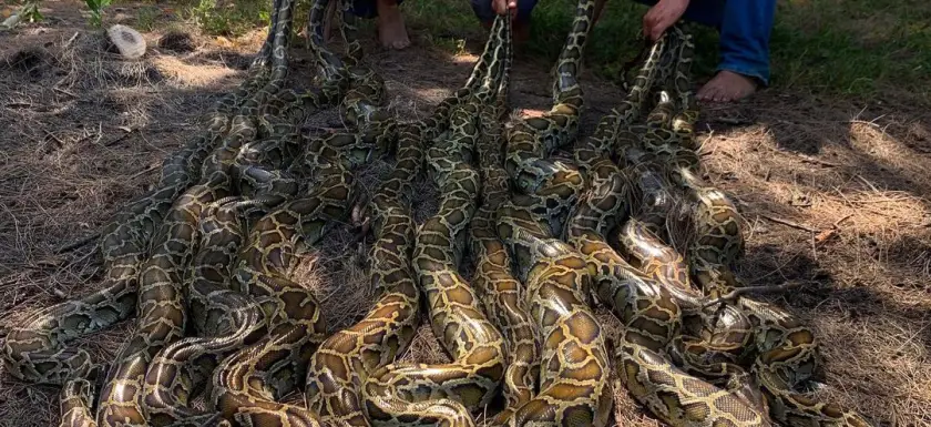 Hunters holding Python caught on the Everglades.