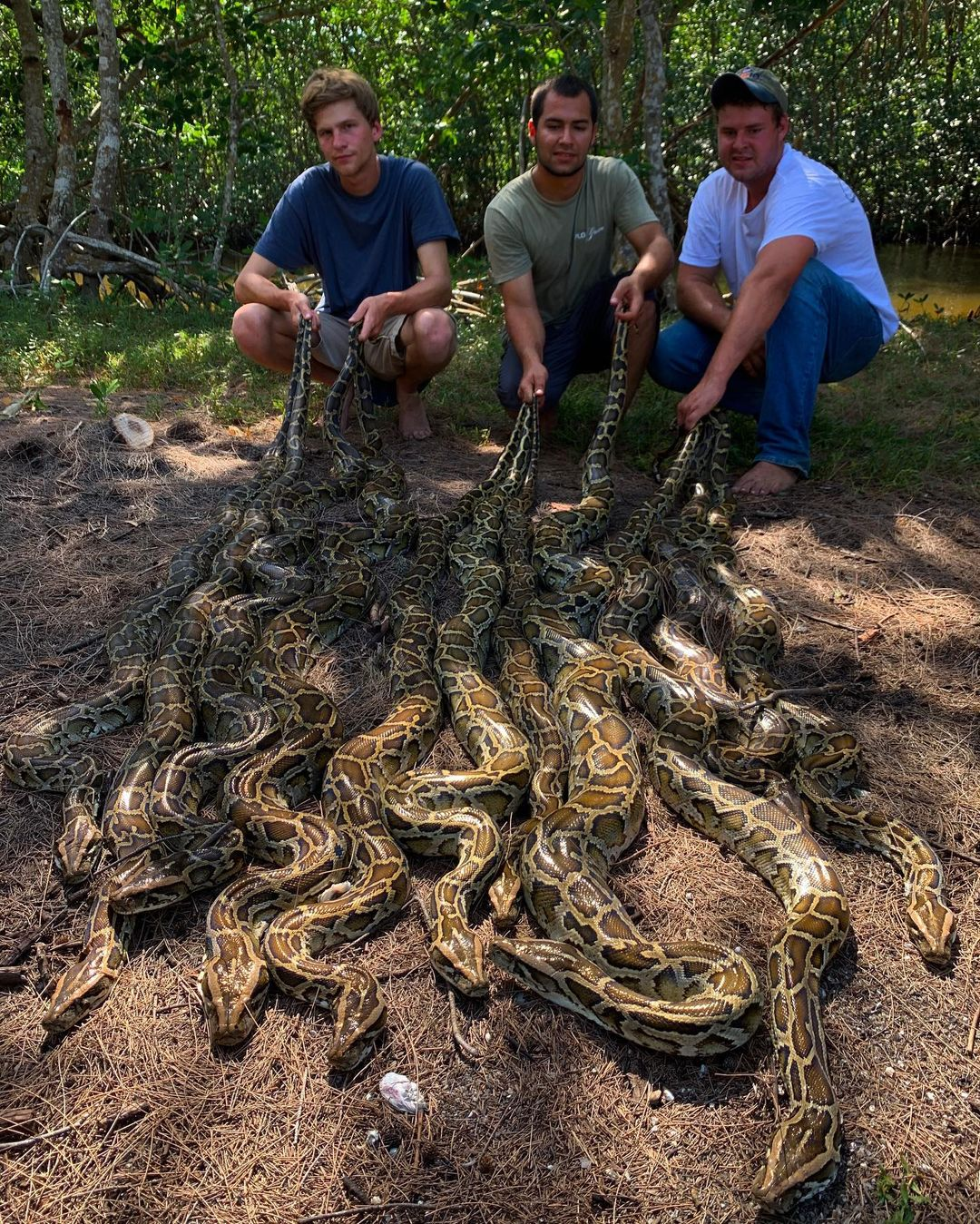 Hunters holding Python caught on the Everglades.